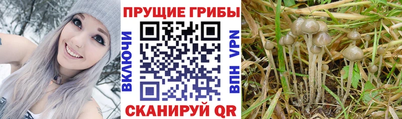 как найти закладки  Анапа  Псилоцибиновые грибы мухоморы 